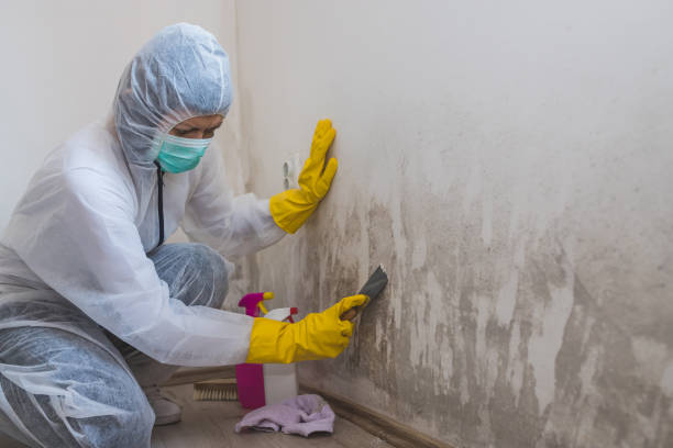 Best Bathroom Mold Remediation in Greensburg, IN
