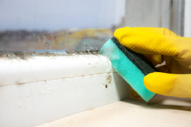 Best Residential Mold Remediation in Greensburg, IN